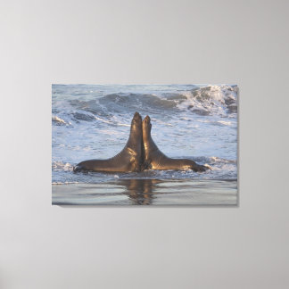 California Sea Lion Leinwanddruck