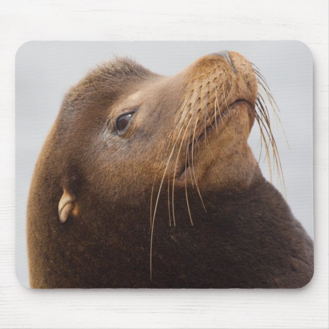California Sea Lion Mousepad (Vorne)