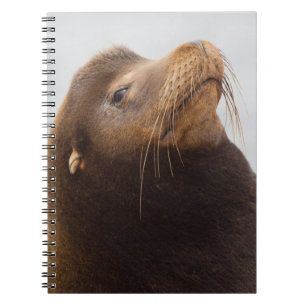 California Sea Lion Notizblock