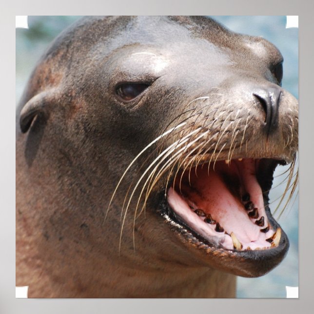 California Sea Lion Poster (Vorne)