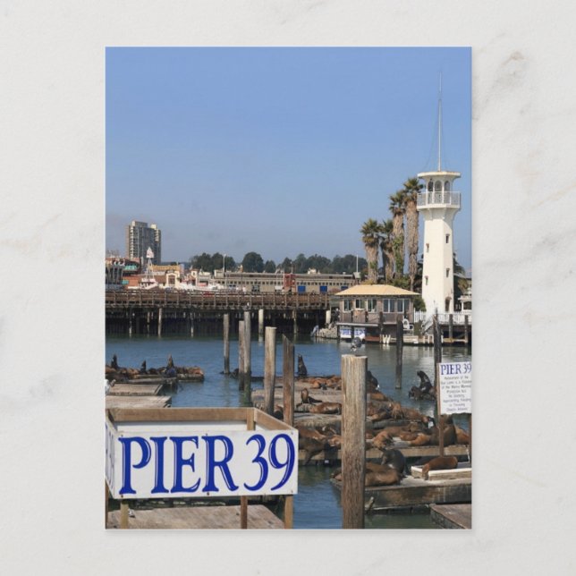 California Sea Lions Postkarte (Vorderseite)
