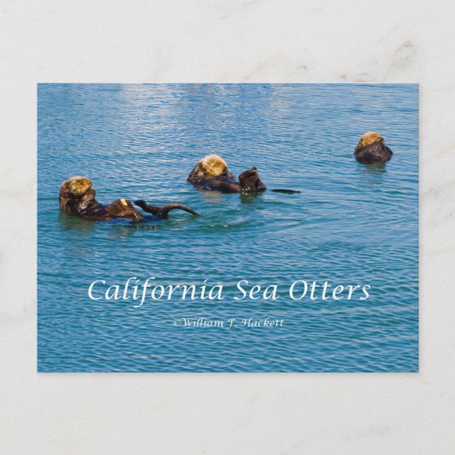 California Sea Otter California Products Postkarte (Vorderseite)