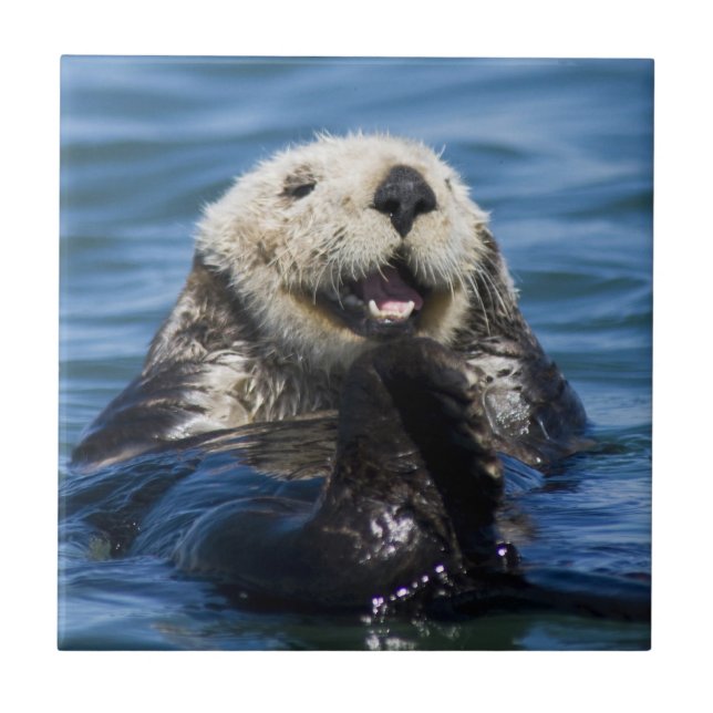 California Sea Otter Enhydra lutris) grooms Fliese (Vorderseite)