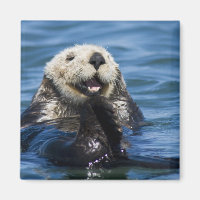 California Sea Otter Enhydra lutris) grooms