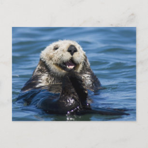 California Sea Otter Enhydra lutris) grooms Postkarte