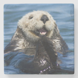 California Sea Otter Enhydra lutris) grooms Steinuntersetzer