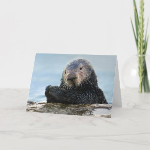 California Sea Otter Playing mit Stone Karte