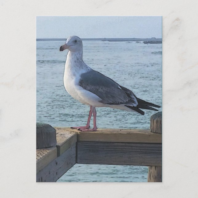 California Seagull Postcard Postkarte (Vorderseite)