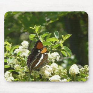 California Sister Butterfly in Yosemite Mousepad