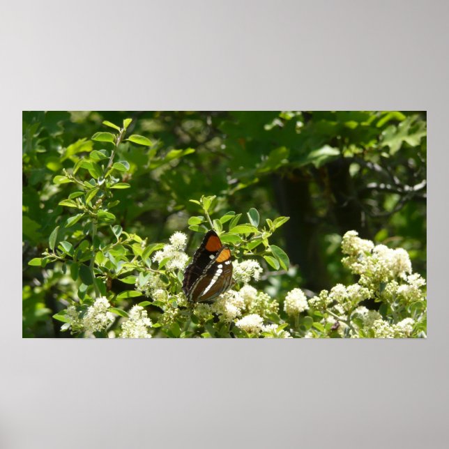 California Sister Butterfly in Yosemite Poster (Vorne)
