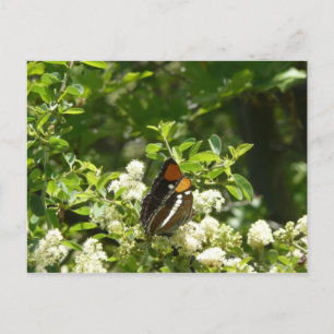 California Sister Butterfly in Yosemite Postkarte
