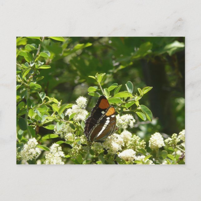 California Sister Butterfly in Yosemite Postkarte (Vorderseite)