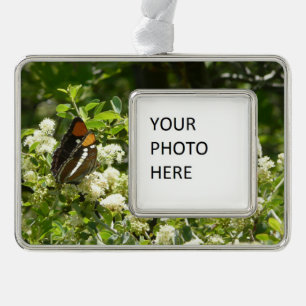 California Sister Butterfly in Yosemite Rahmen-Ornament Silber