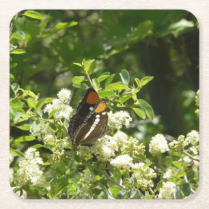 California Sister Butterfly in Yosemite Rechteckiger Pappuntersetzer