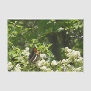 California Sister Butterfly in Yosemite Seidenpapier