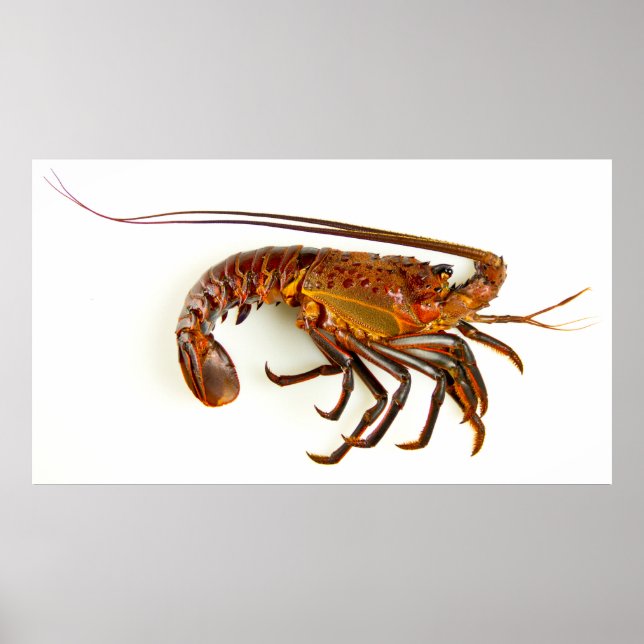 California Spiny Lobster Poster (Vorne)