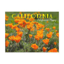 California Staat Blume: California Poppy