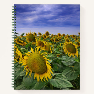 California Sunflower Fields Notizbuch