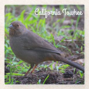 California Towhee Glasuntersetzer