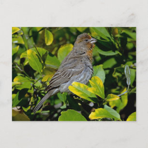 California Towhee Postkarte