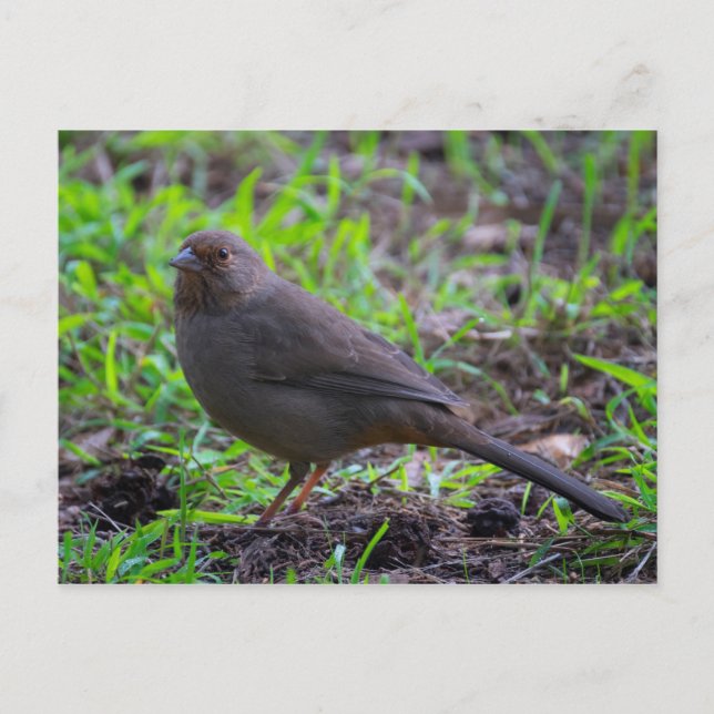 California Towhee Postkarte (Vorderseite)