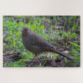 California Towhee Puzzle