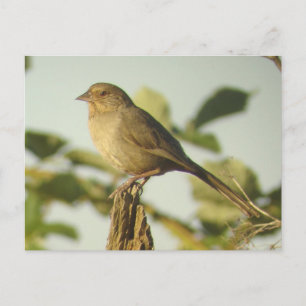 California Towheed Postcard Postkarte