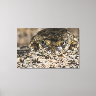 California tree frog (Pseudacris cadaverina), Leinwanddruck