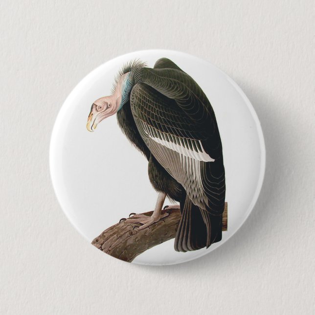 California Vulture (Condor), Audubon Fine Art Button (Vorderseite)