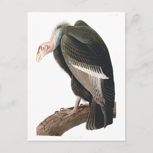 California Vulture (Condor), Audubon Fine Art Postkarte (Vorderseite)