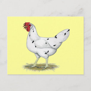 California White Hen Postkarte