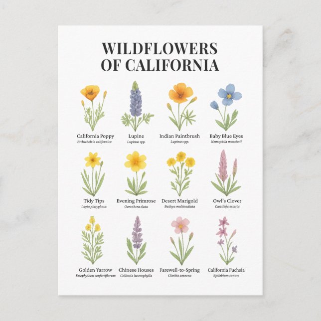 California Wildblumen - Botanische Aquarellfärbung Postkarte (Vorderseite)