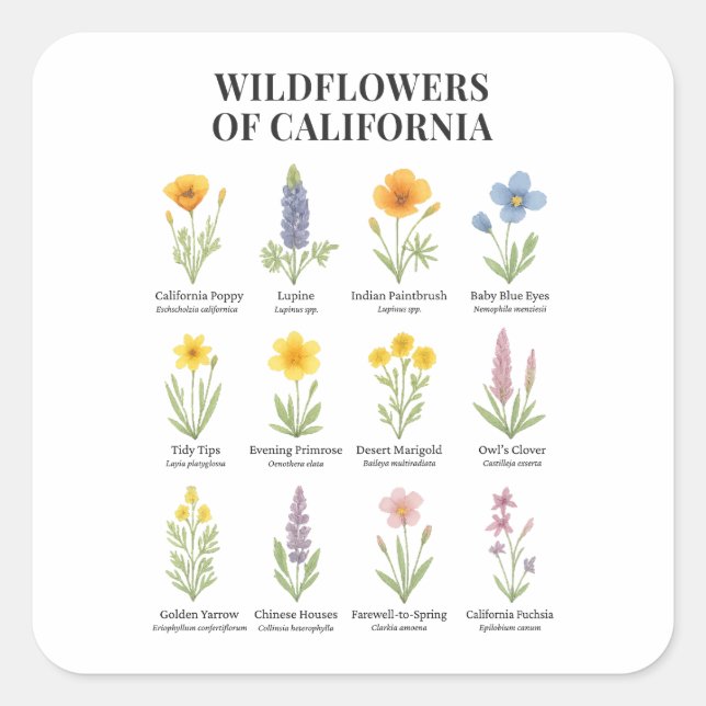 California Wildblumen - Botanische Aquarellfärbung Quadratischer Aufkleber (Vorderseite)