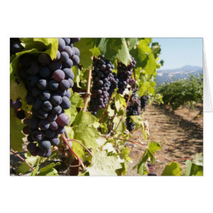 California Wine Country
