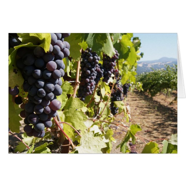 California Wine Country (Vorderseite (Horizontal))