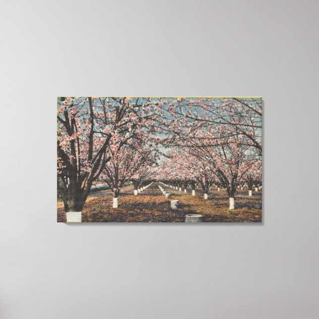 CaliforniaBlossom Blooming on Trees Leinwanddruck (Vorderseite)