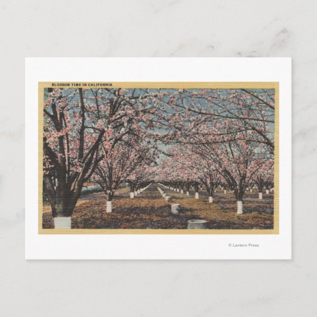 CaliforniaBlossom Blooming on Trees Postkarte (Vorderseite)