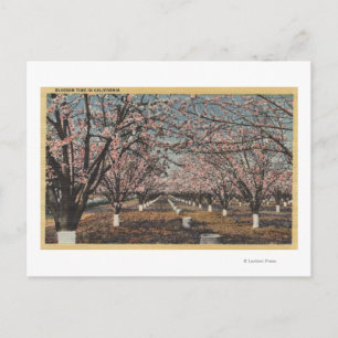 CaliforniaBlossom Blooming on Trees Postkarte