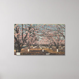 CaliforniaBlossom, das auf Bäumen blüht Leinwanddruck