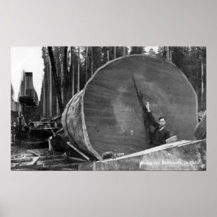 CaliforniaMan Posing by Cut Redwood Log Poster