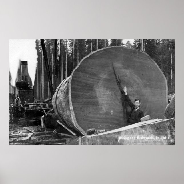 CaliforniaMan Posing by Cut Redwood Log Poster (Vorne)