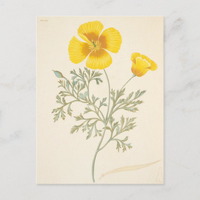 Californian Escholtzia Postkarte (Vorderseite)