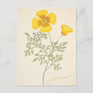 Californian Escholtzia Postkarte