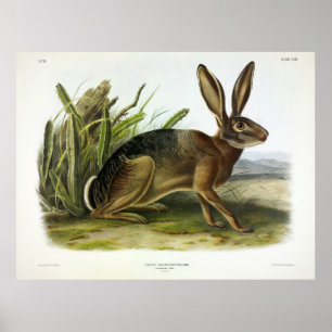 Californian Hare, American Desert Hare by Audubon Poster