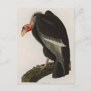 Californian Vulture Birds of America Audubon Print Feiertagspostkarte