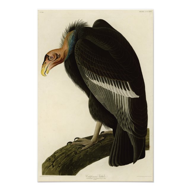 Californian Vulture from Audubon Birds of America Fotodruck (Vorne)