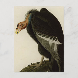 Californian Vulture Postkarte