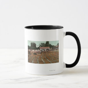 CaliforniaView der Pfirsiche, die im Sun trocknen Tasse