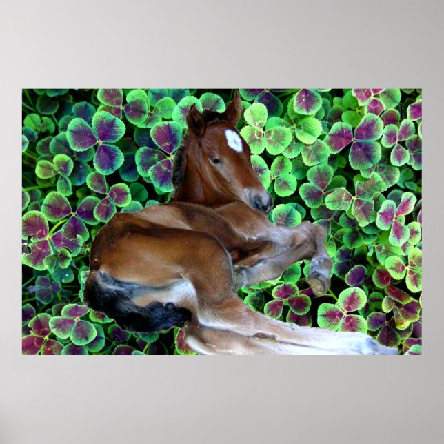 CALISTA IN CLOVER Poster (Vorne)