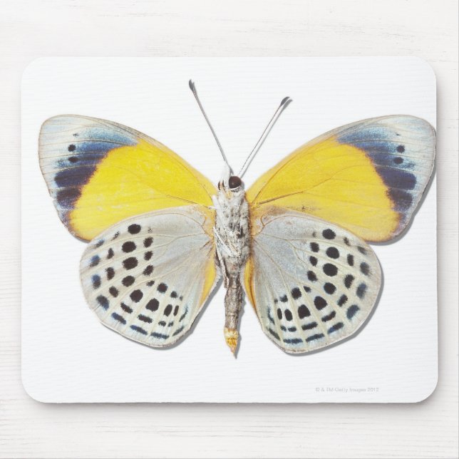 Calithea davisi mousepad (Vorne)
